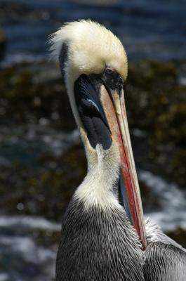 Pélican