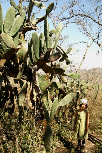 cactus
